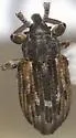 Notiodes setosus - photo 2