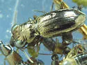 Notiophilus aeneus