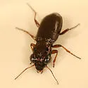 Notiophilus aeneus - photo 2
