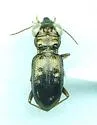 Notiophilus aeneus - photo 3