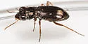 Notiophilus aeneus - photo 4