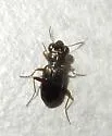 Notiophilus aeneus - photo 5