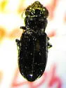 Notiophilus aquaticus