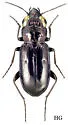 Notiophilus aquaticus - photo 2