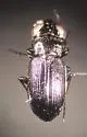 Notiophilus aquaticus - photo 3
