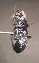 Notiophilus aquaticus - photo 4