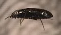 Notiophilus aquaticus - photo 5