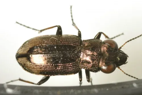 Notiophilus biguttatus