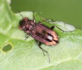 Notiophilus biguttatus - photo 2
