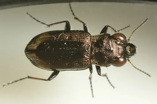 Notiophilus biguttatus - photo 3