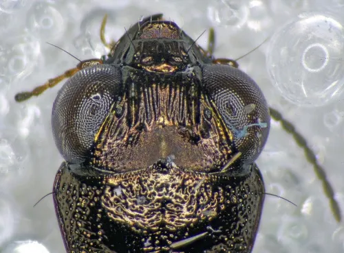 Notiophilus biguttatus - photo 4