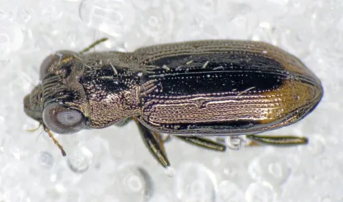 Notiophilus biguttatus - photo 5