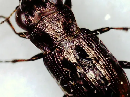 Notiophilus biguttatus - photo 6