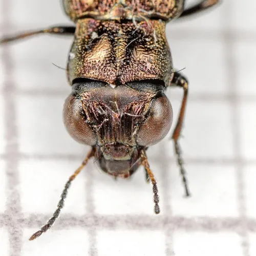 Notiophilus biguttatus - photo 7