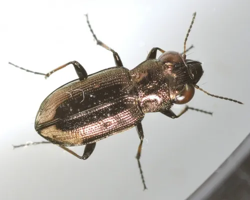Notiophilus biguttatus - photo 8
