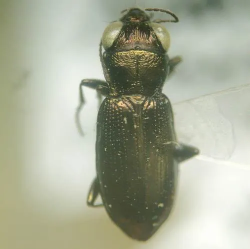 Notiophilus borealis