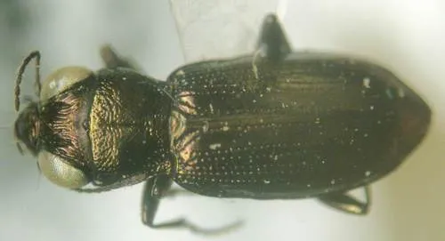 Notiophilus borealis - photo 2
