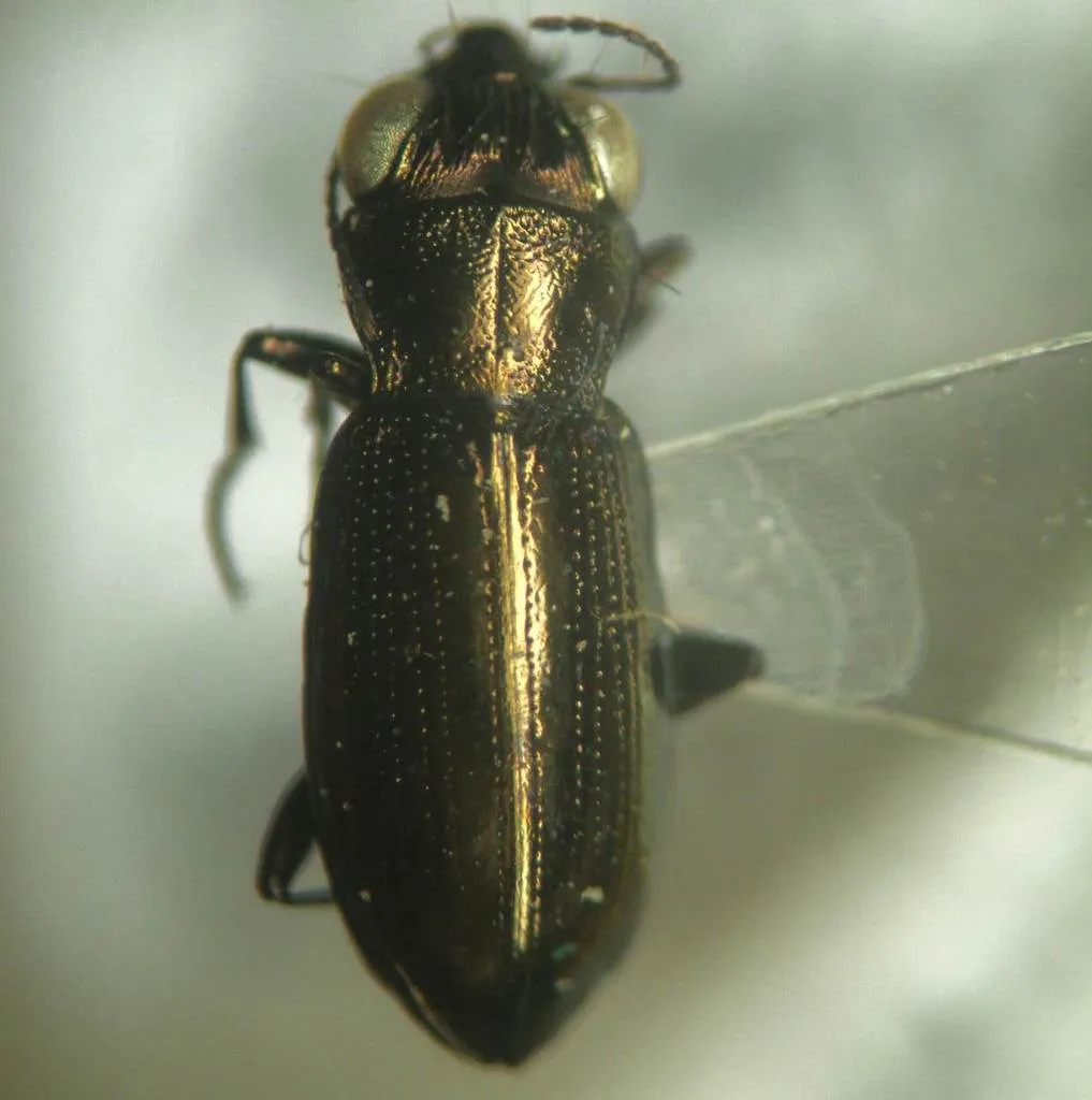 Notiophilus borealis - photo 4