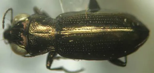 Notiophilus borealis - photo 5