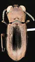 Notiophilus directus