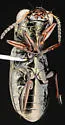 Notiophilus directus - photo 2