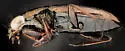 Notiophilus directus - photo 3