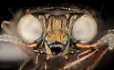Notiophilus directus - photo 4