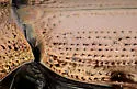 Notiophilus directus - photo 5