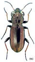 Notiophilus nemoralis