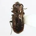 Notiophilus novemstriatus - photo 2