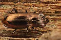 Notiophilus novemstriatus - photo 3