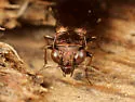 Notiophilus novemstriatus - photo 4
