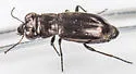 Notiophilus novemstriatus - photo 5
