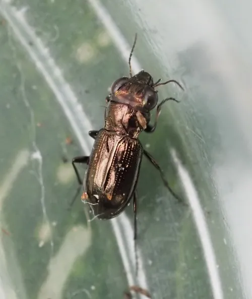 Notiophilus palustris - Notiophilus palustris