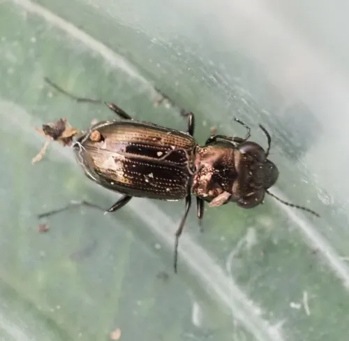 Notiophilus palustris - photo 2
