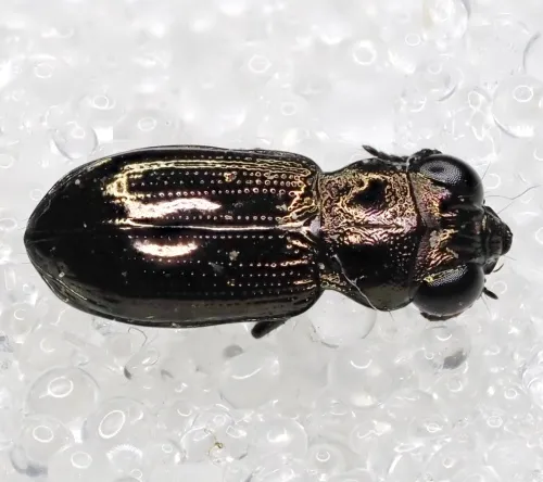 Notiophilus palustris - photo 3