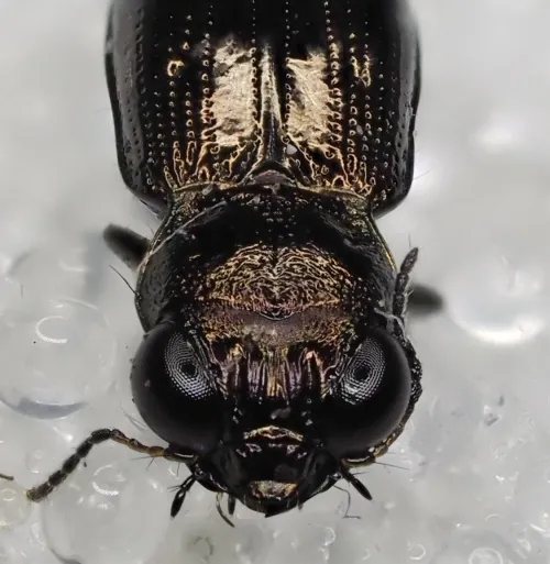 Notiophilus palustris - photo 4