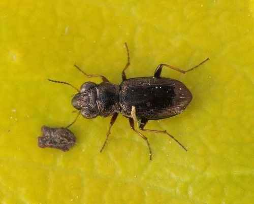 Notiophilus rufipes - Notiophilus rufipes
