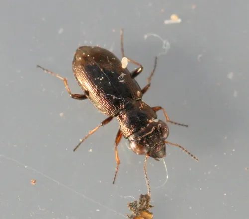 Notiophilus rufipes - photo 2