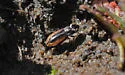 Notiophilus semiopacus - Notiophilus semiopacus