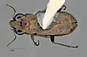 Notiophilus semiopacus - photo 3