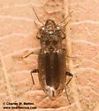 Notiophilus semiopacus - photo 4