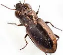 Notiophilus semiopacus - photo 5