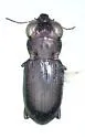 Notiophilus semistriatus - Notiophilus semistriatus