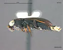 Notiophilus semistriatus - photo 2