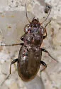 Notiophilus semistriatus - photo 3