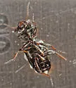 Notiophilus semistriatus - photo 5