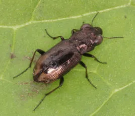 Notiophilus substriatus - photo 2