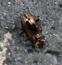 Notiophilus substriatus - photo 3
