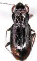 Notiophilus sylvaticus